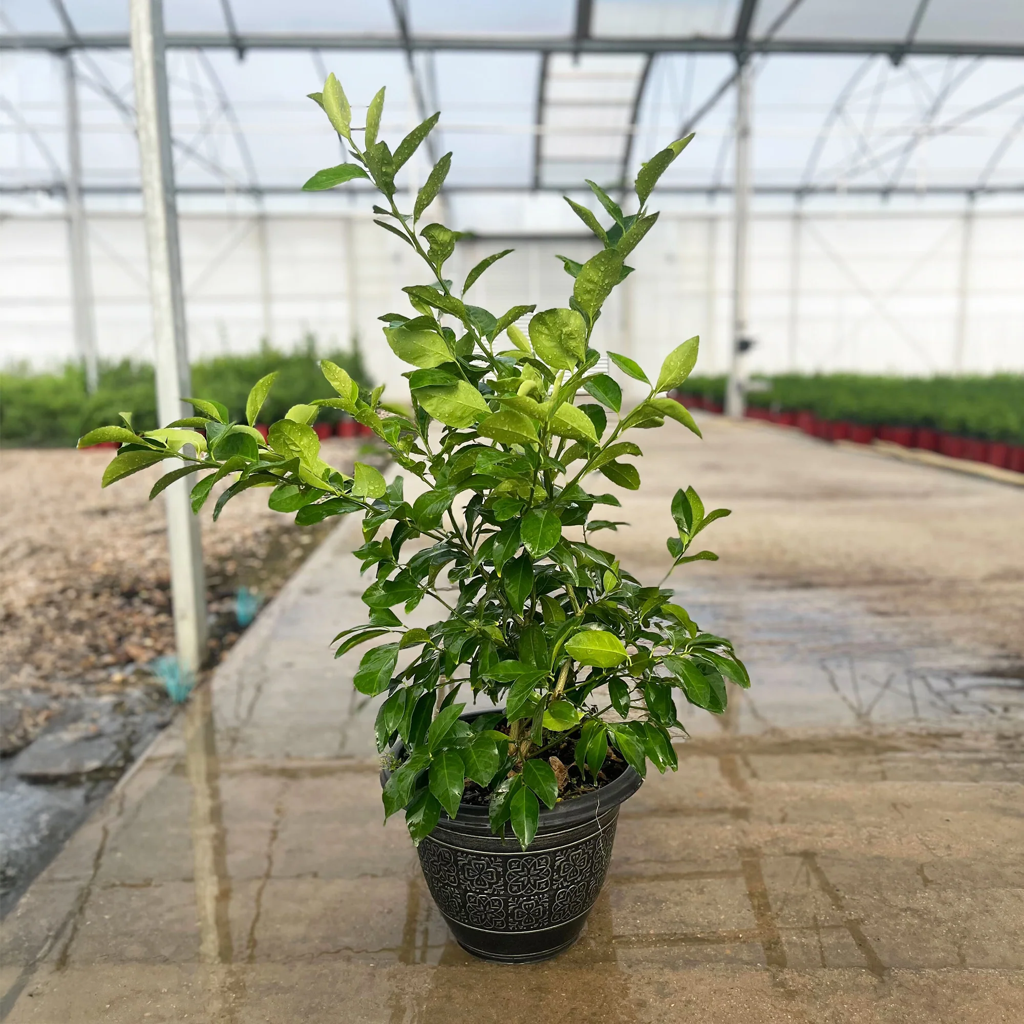 Meyer Lemon Bush - Image 3