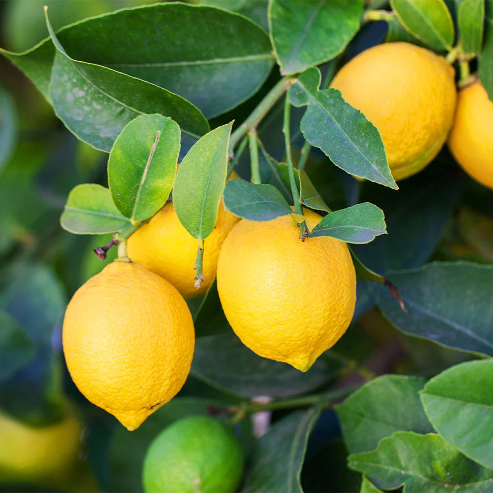Meyer Lemon Bush - Image 5
