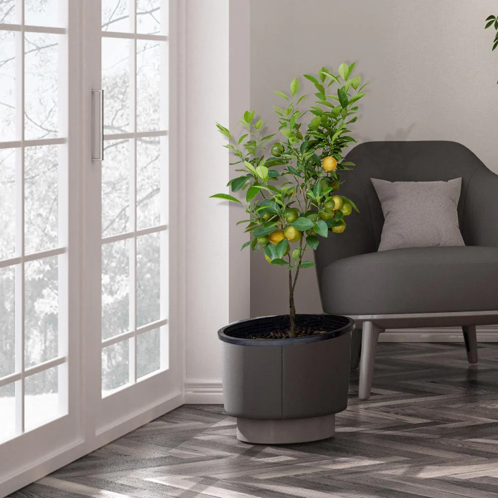 Meyer Lemon Tree - Image 4