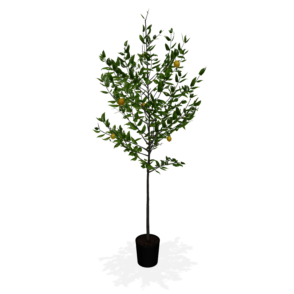 Meyer Lemon Tree - Image 6