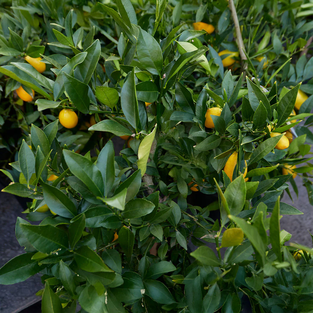 Meyer Lemon & Limequat Cocktail Bush - Image 4