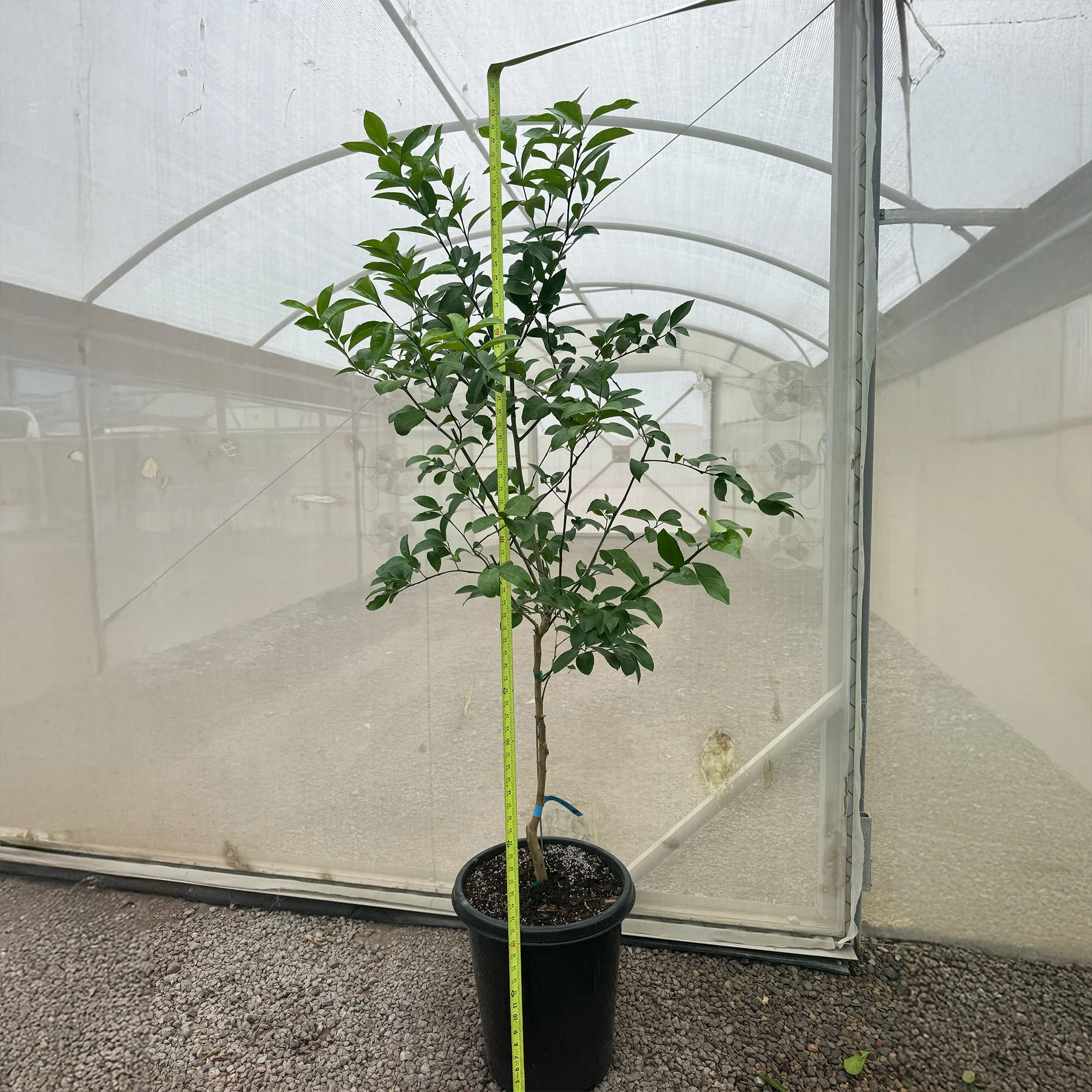 Meyer Lemon Tree - Image 7