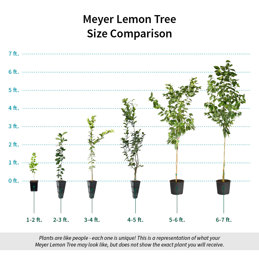 Meyer Lemon Tree - Image 8