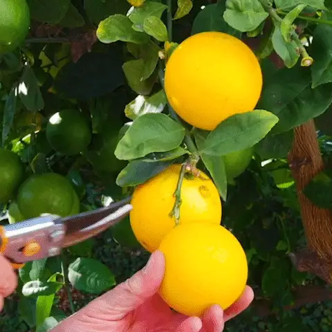 Meyer Lemon Tree - Image 9