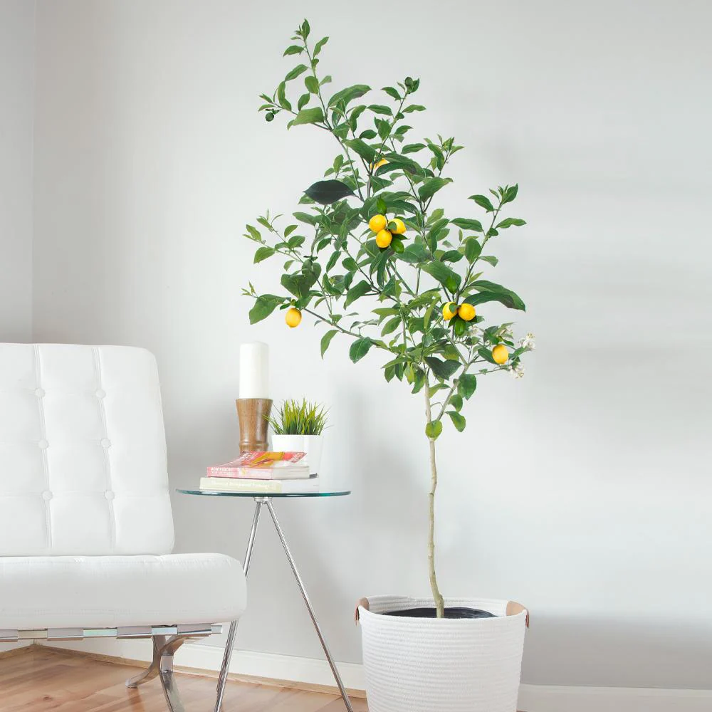 Meyer Lemon Tree - Image 3