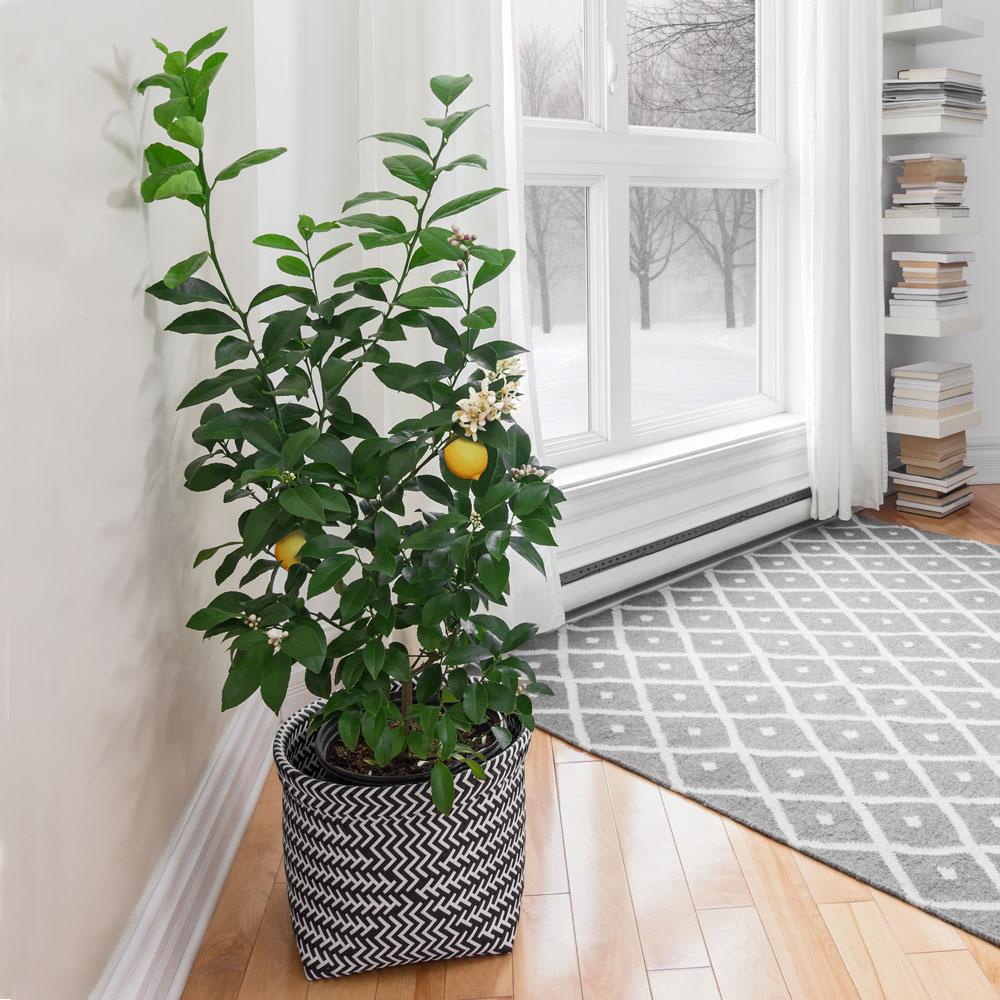 Meyer Lemon Bush - Image 3