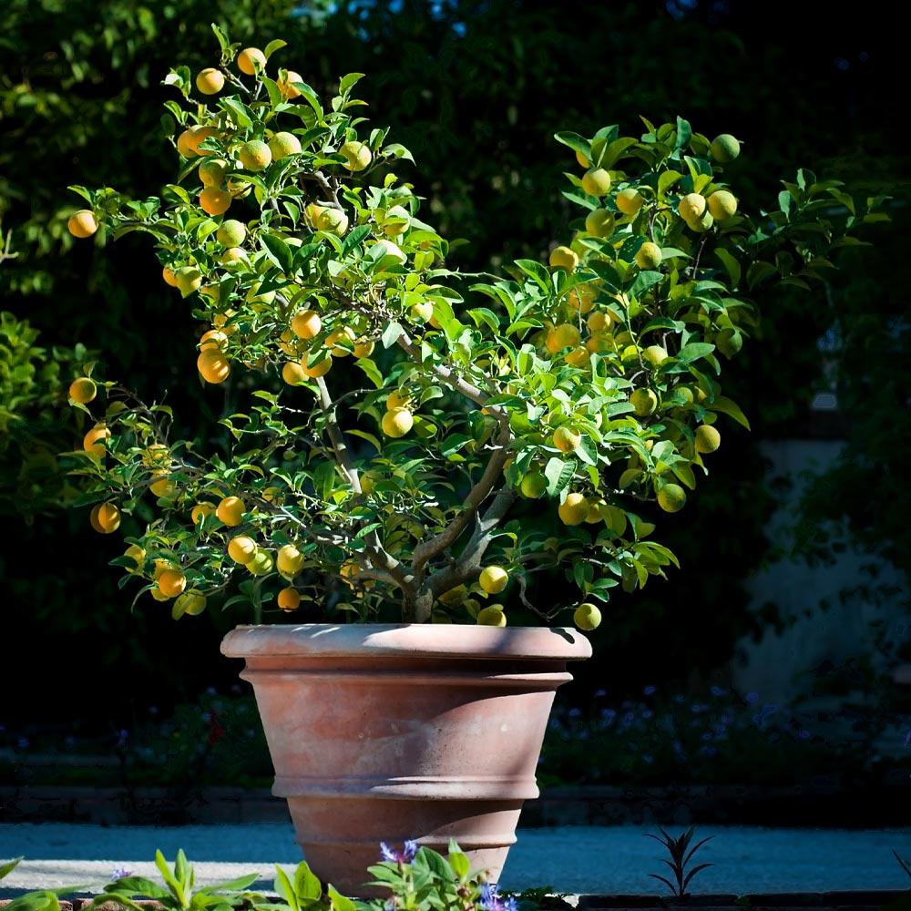 Meyer Lemon Bush - Image 4