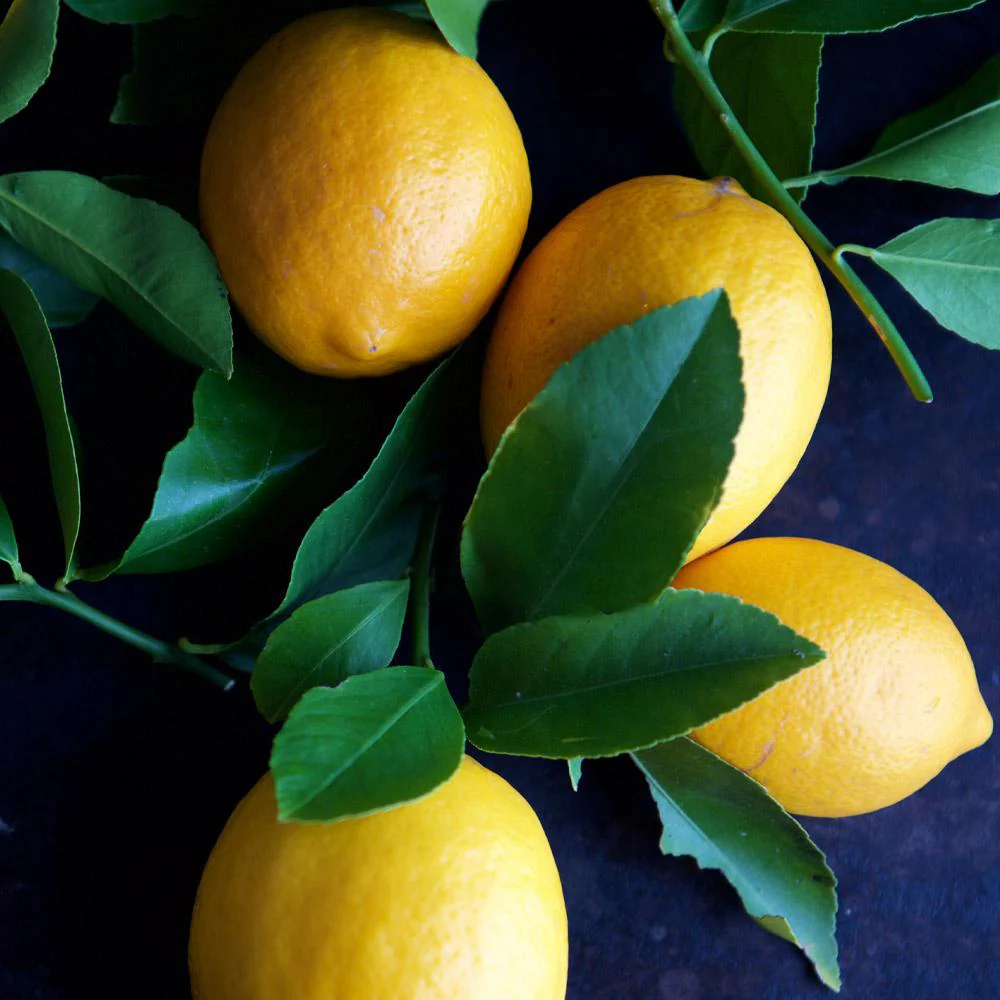 Meyer Lemon Tree - Image 5