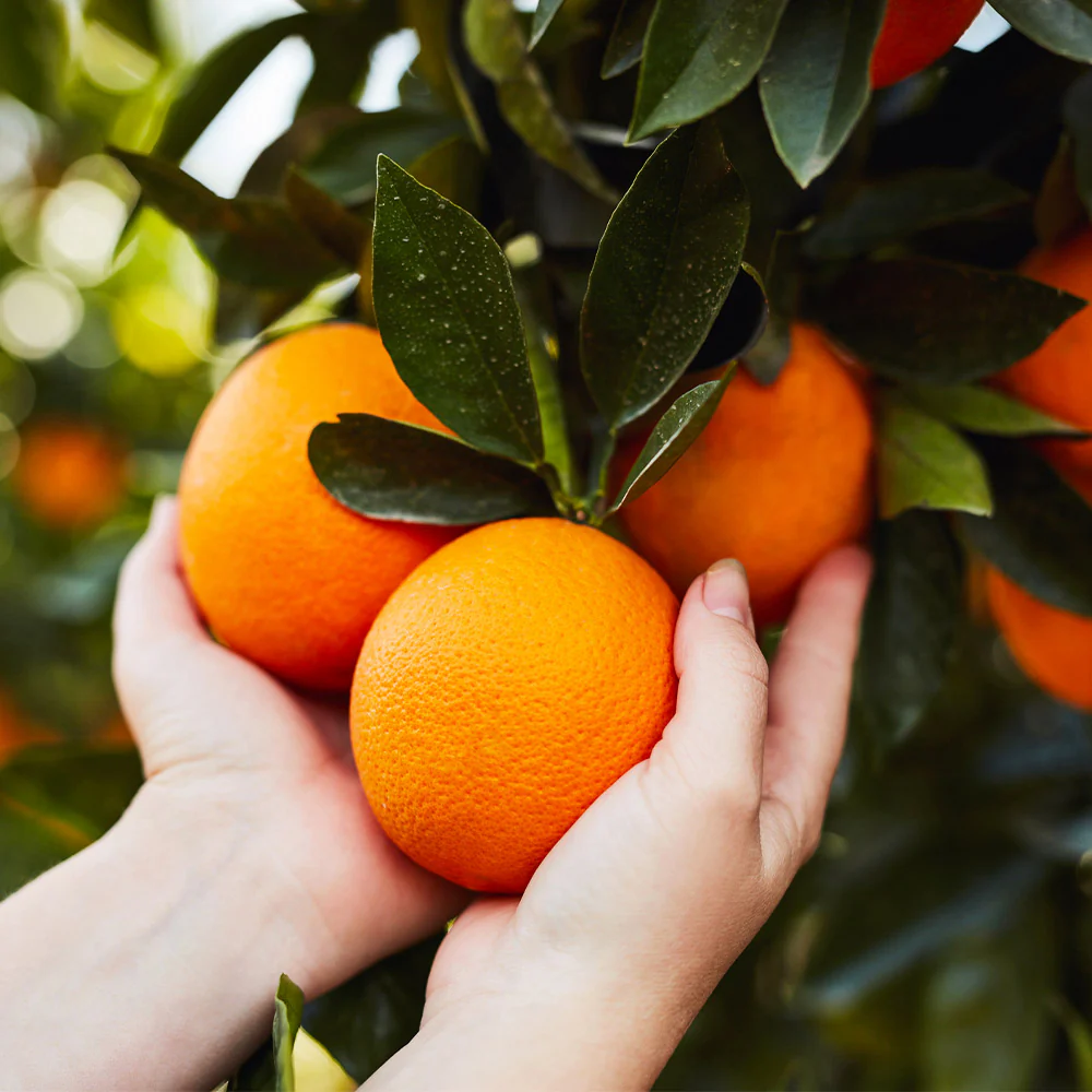 Midknight Valencia Orange Tree - Image 2