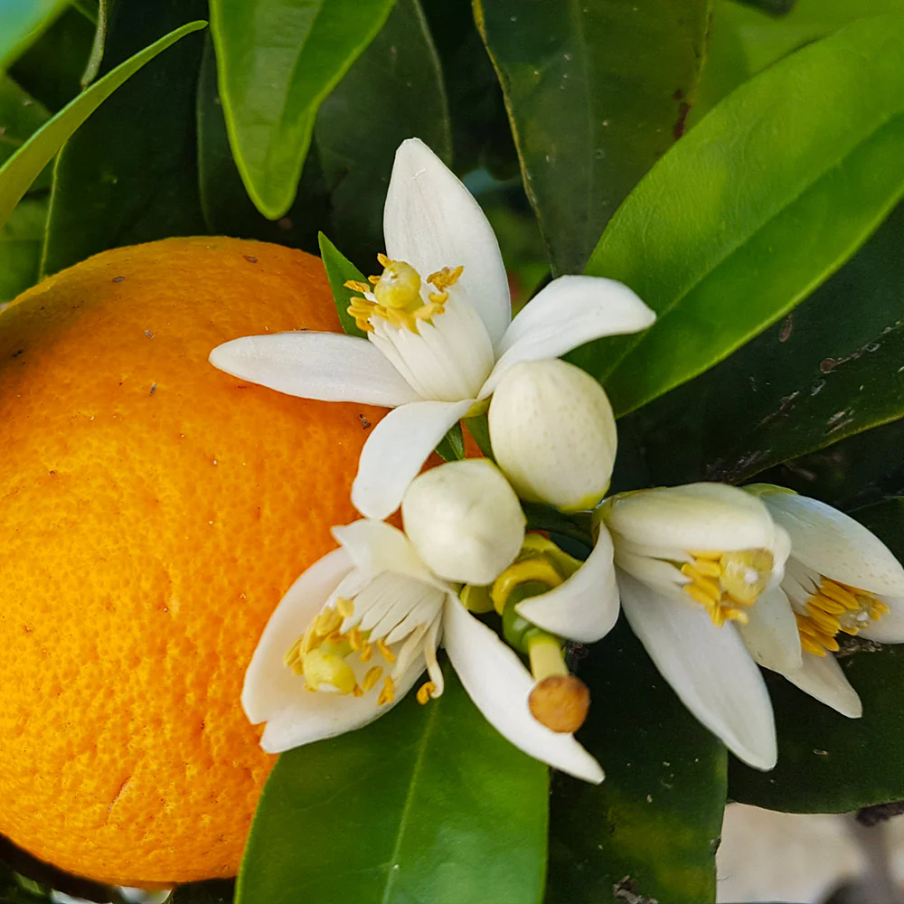 Midknight Valencia Orange Tree - Image 3