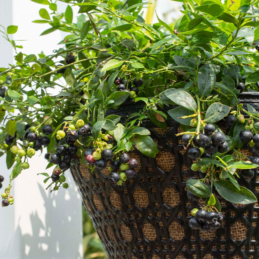 Bushel and Berry® Midnight Cascade Blueberry - Image 2