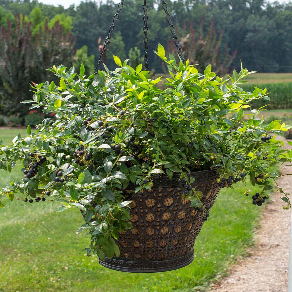 Bushel and Berry® Midnight Cascade Blueberry - Image 4