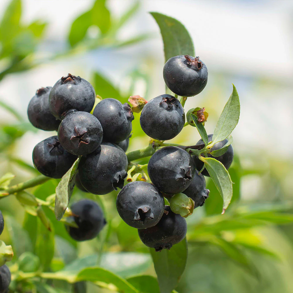 Bushel and Berry® Midnight Cascade Blueberry - Image 5