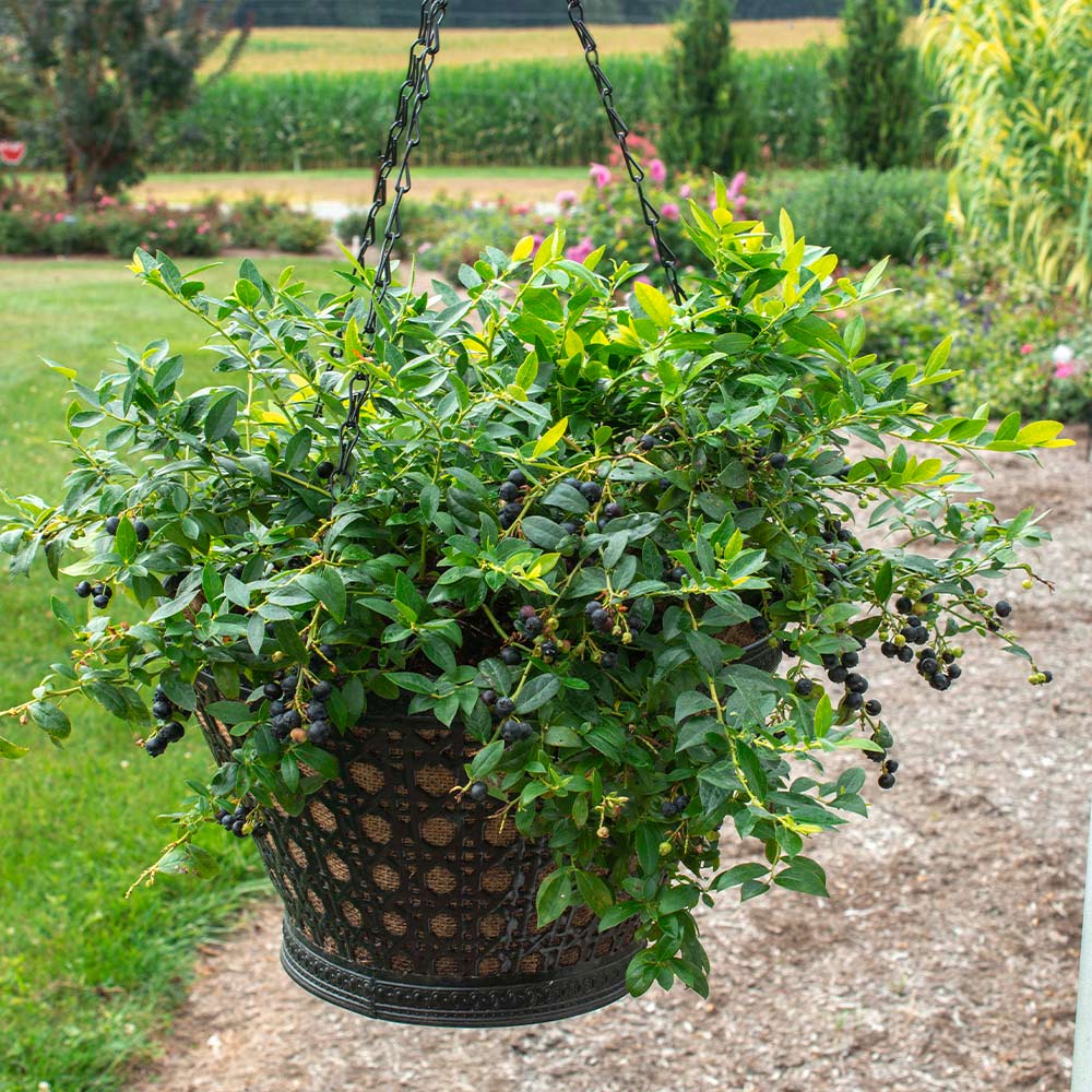 Bushel and Berry® Midnight Cascade Blueberry - Image 6