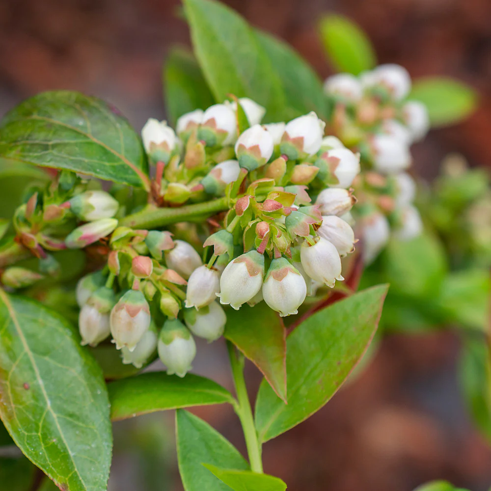 Bushel and Berry® Midnight Cascade Blueberry - Image 7