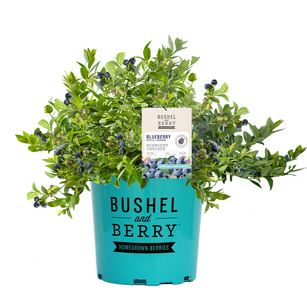 Bushel and Berry® Midnight Cascade Blueberry - Image 8