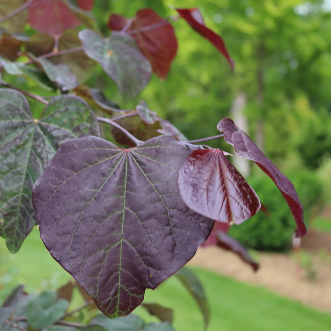 Midnight Express™ Redbud Tree - Image 2