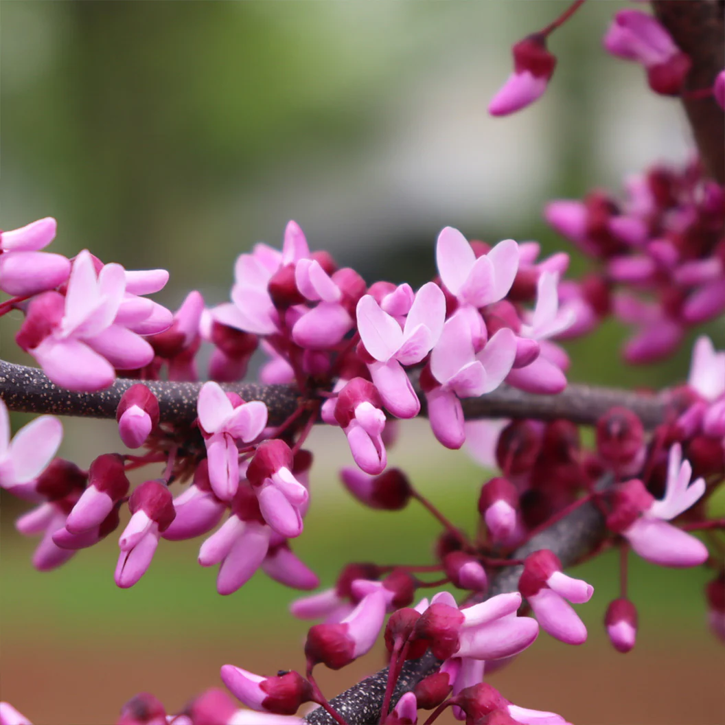 Midnight Express™ Redbud Tree - Image 3