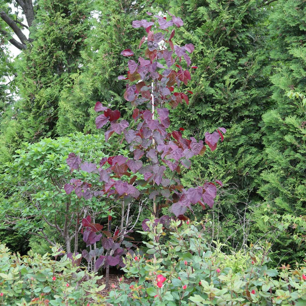 Midnight Express™ Redbud Tree - Image 4
