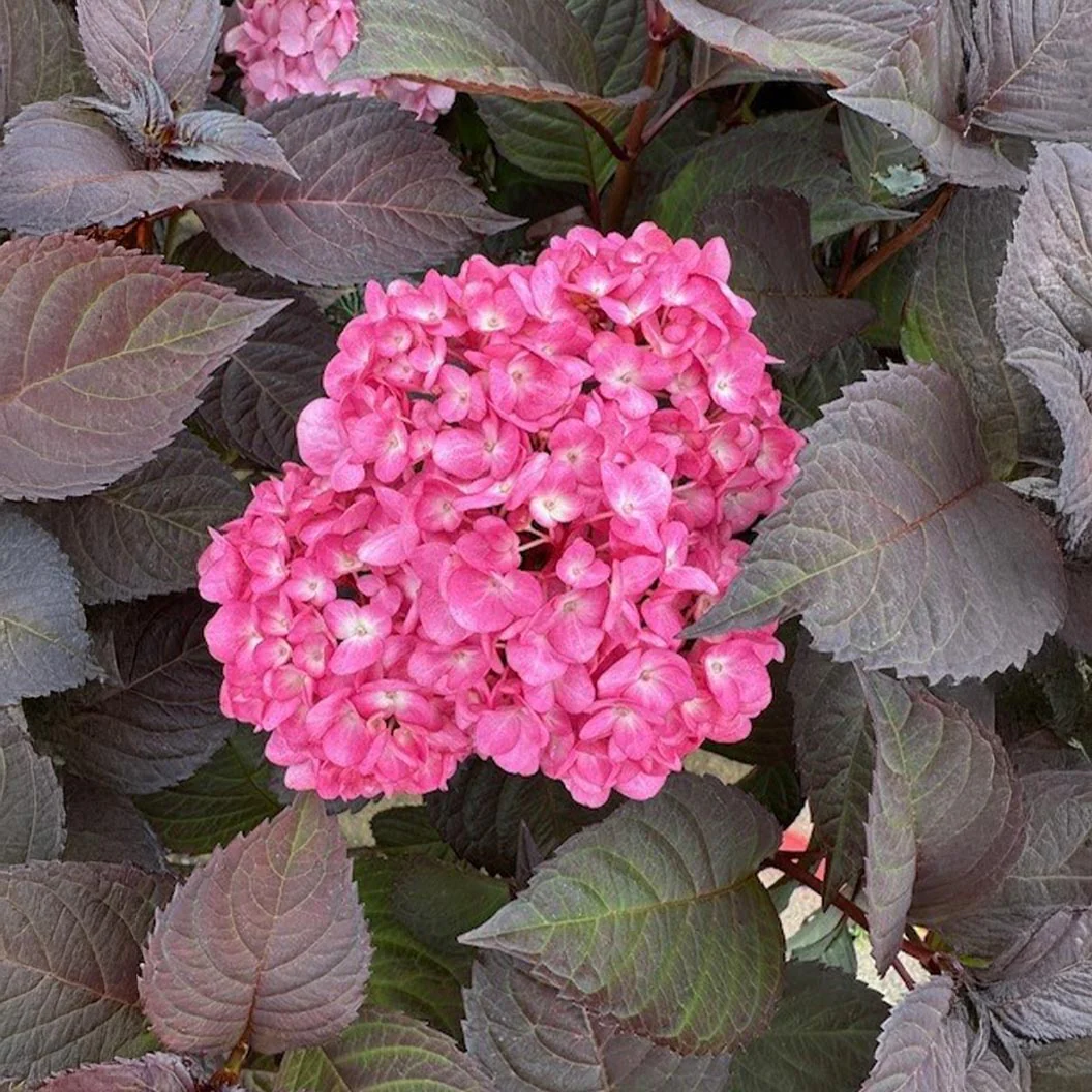 Garden District Midnight Rider™  Hydrangea Bush - Image 2