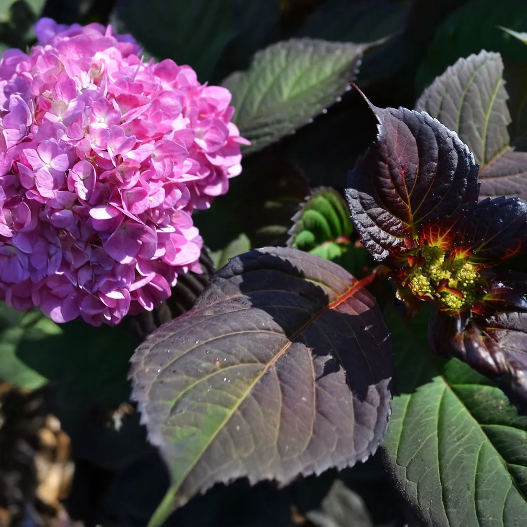 Garden District Midnight Rider™  Hydrangea Bush - Image 3