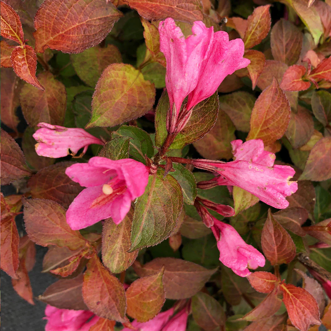 Proven Winners® Midnight Sun® Weigela - Image 2