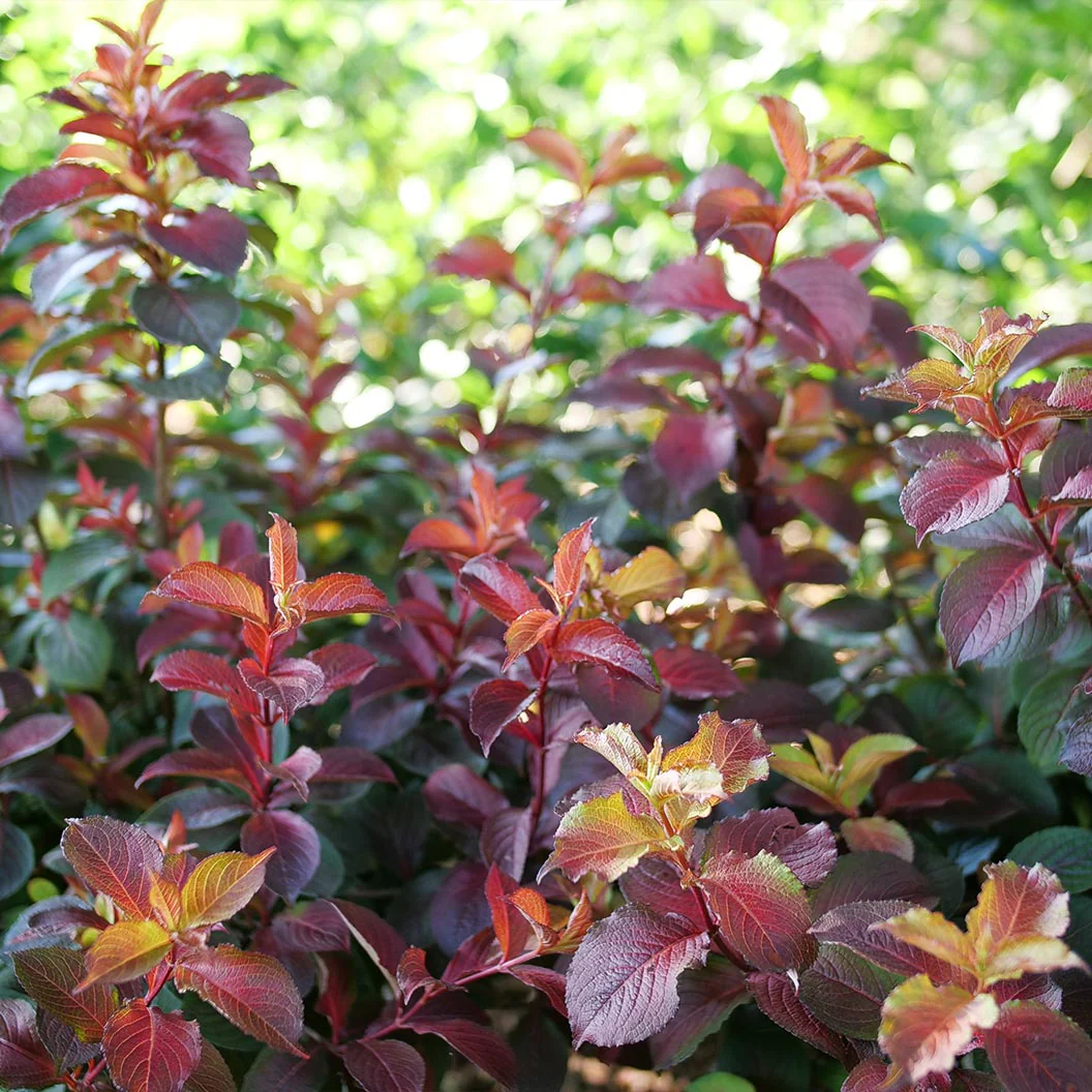 Proven Winners® Midnight Sun® Weigela - Image 3