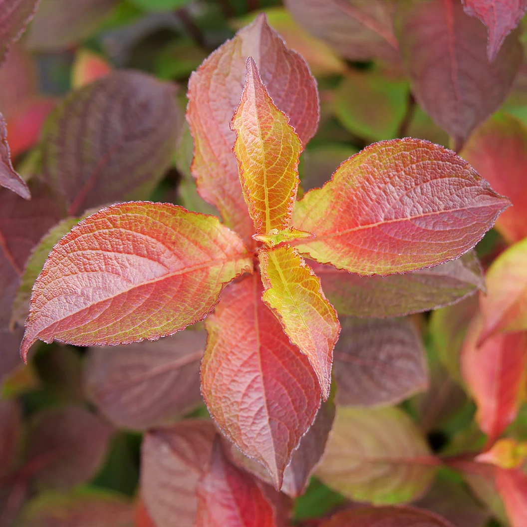 Proven Winners® Midnight Sun® Weigela - Image 4