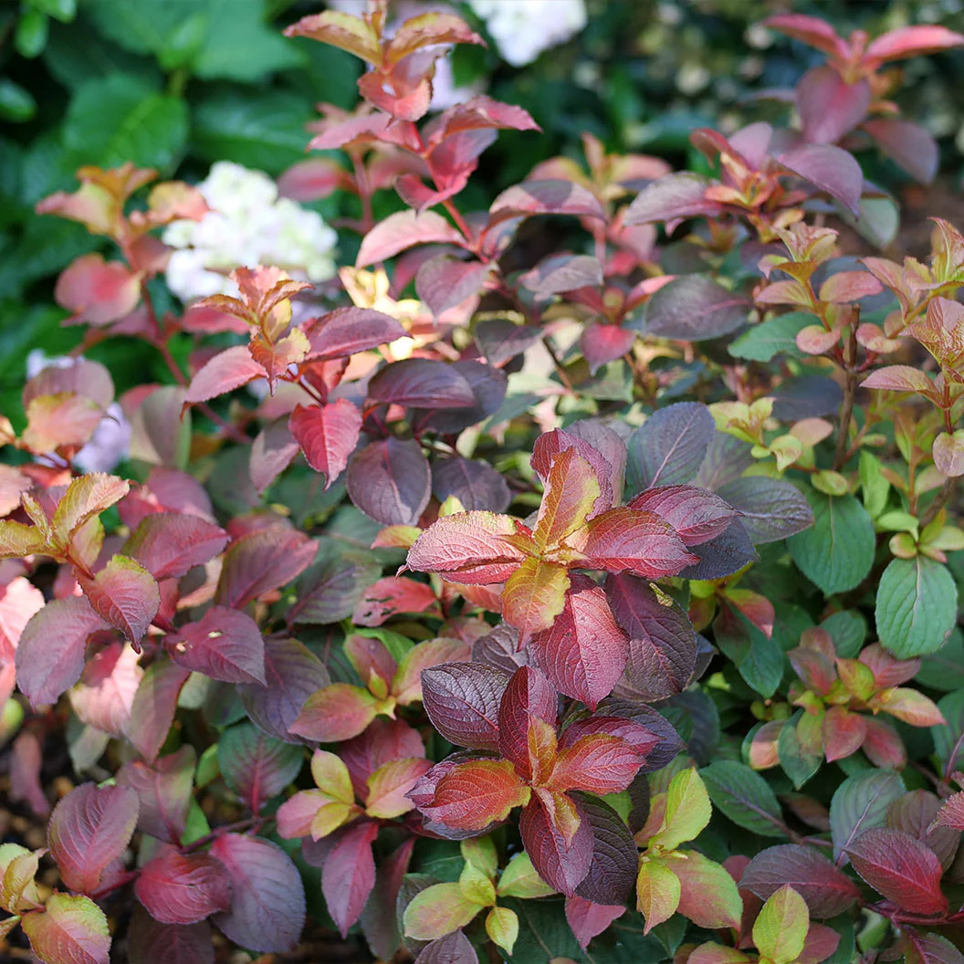 Proven Winners® Midnight Sun® Weigela - Image 5