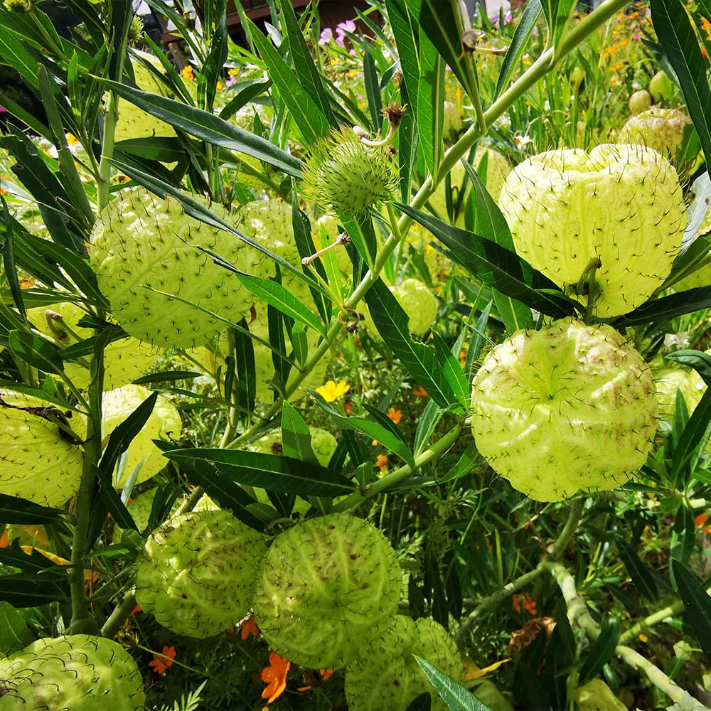 Milkweed - Image 2