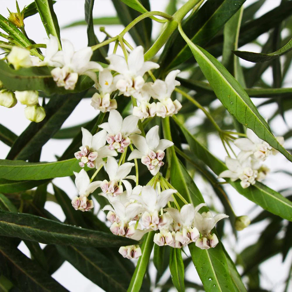 Milkweed - Image 4