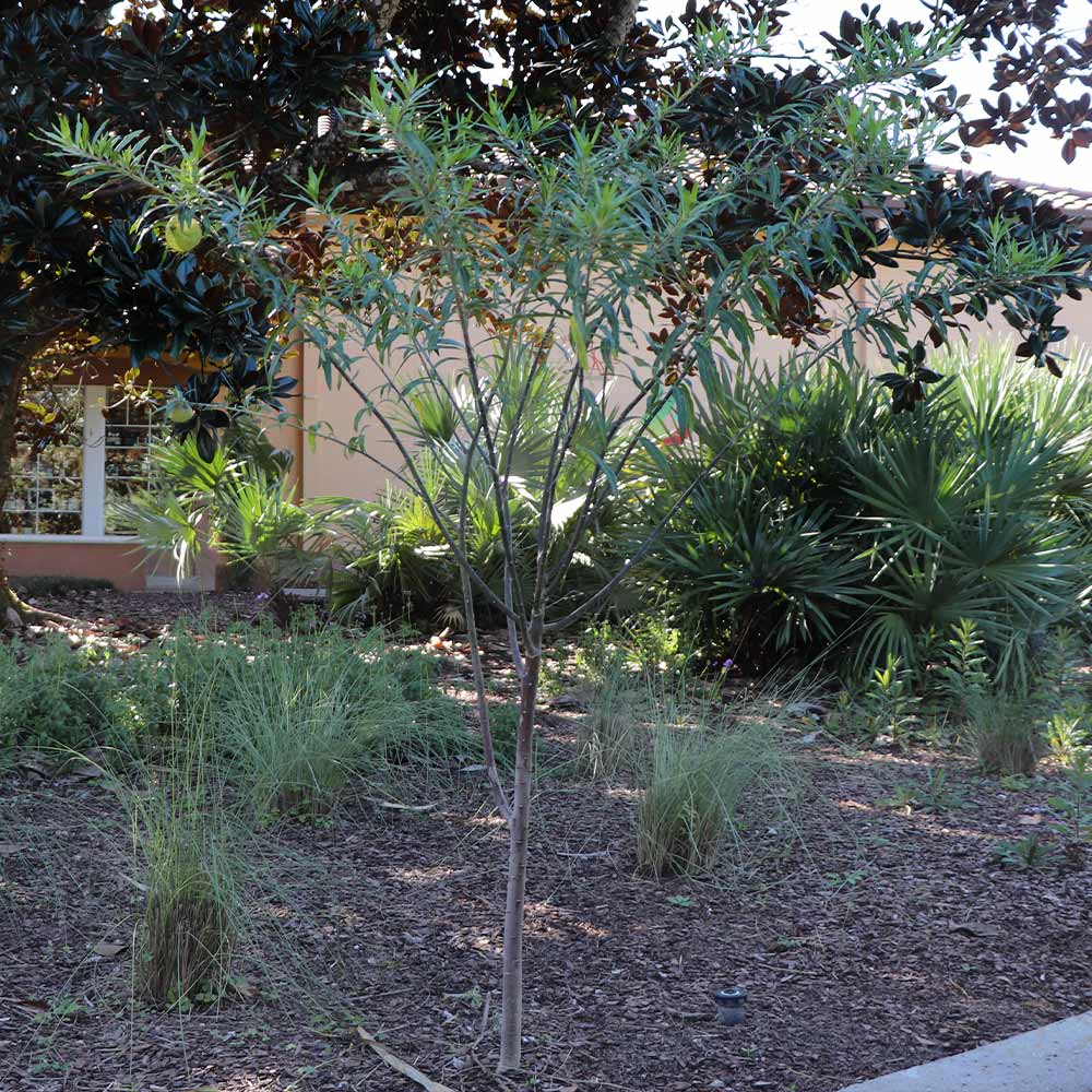 Milkweed - Image 6