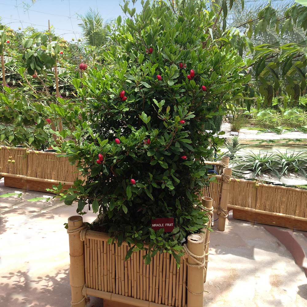 Miracle Berry Plant - Image 2