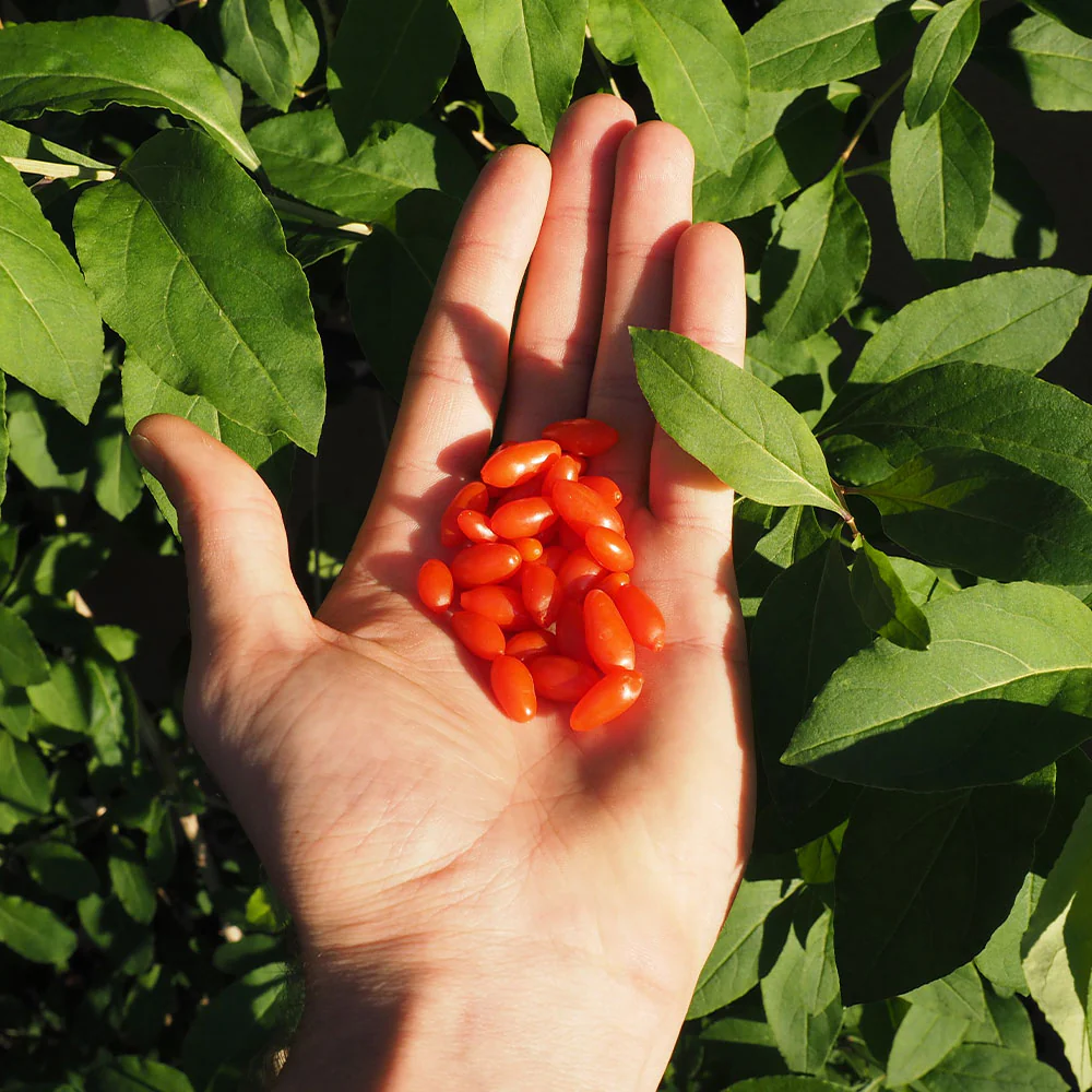 Miracle Berry Plant - Image 3