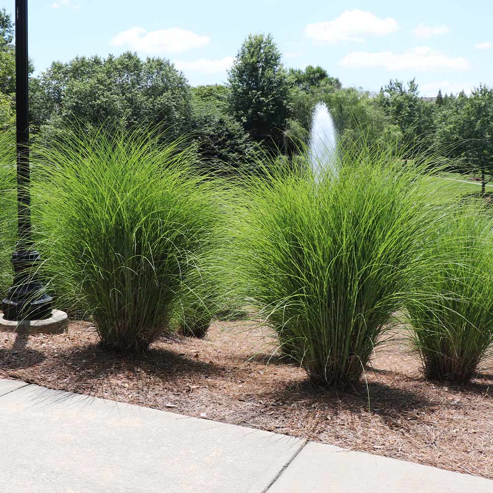 Miscanthus Gracillimus (Maiden Grass) - Image 2