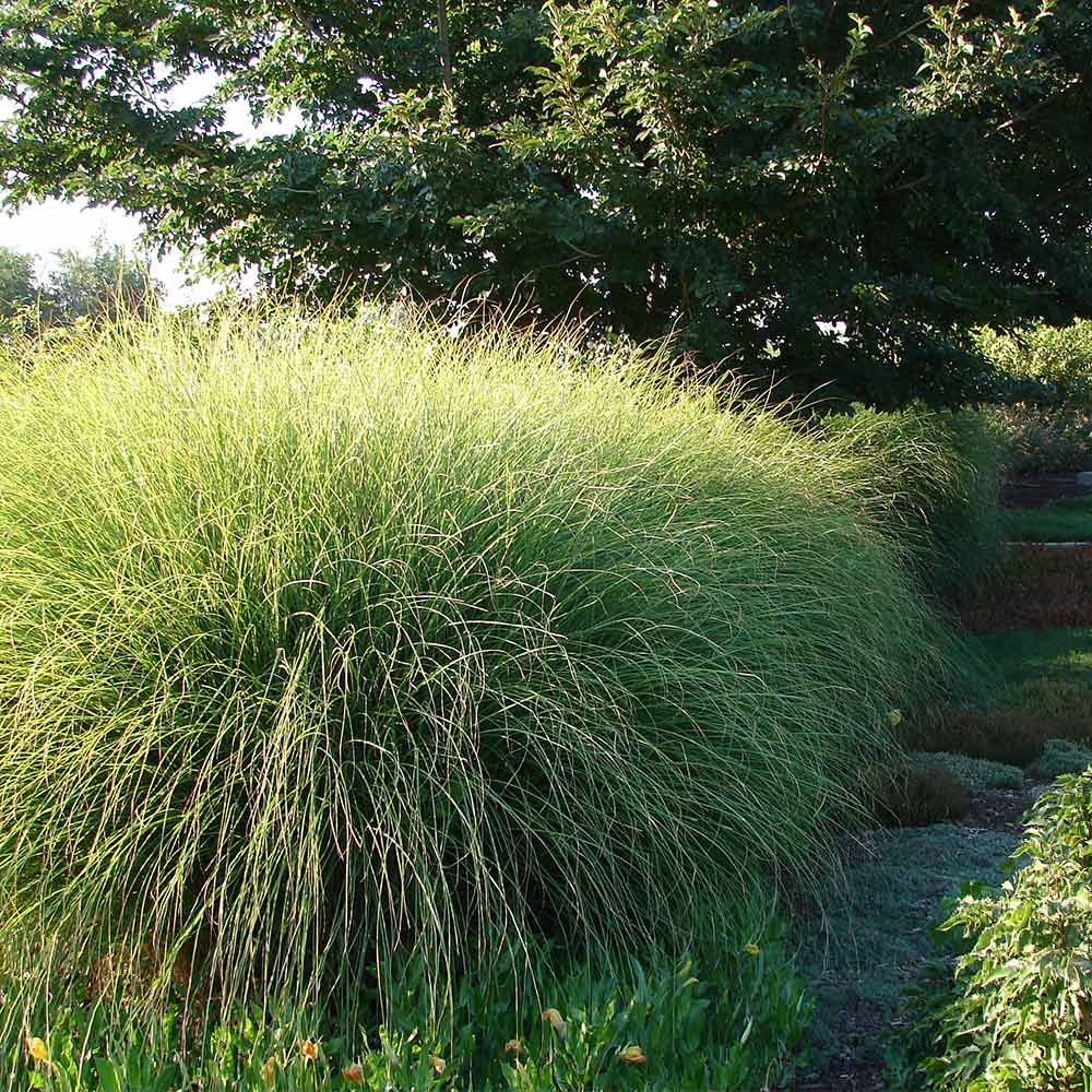 Miscanthus Gracillimus (Maiden Grass) - Image 5