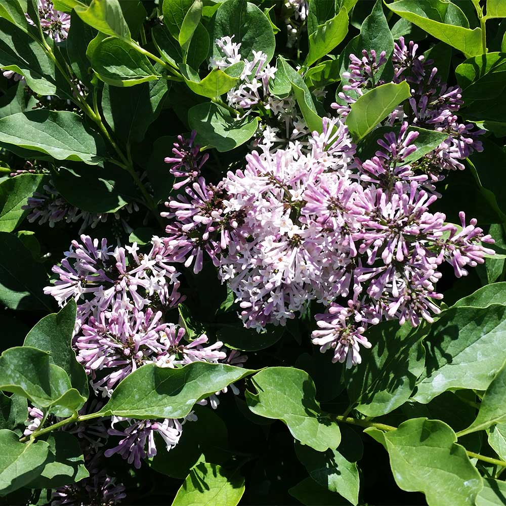 Miss Kim Lilac Tree - Image 3