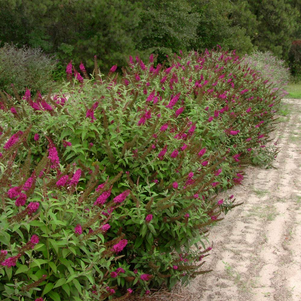 Proven Winners® Miss Molly Butterfly Bush - Image 3