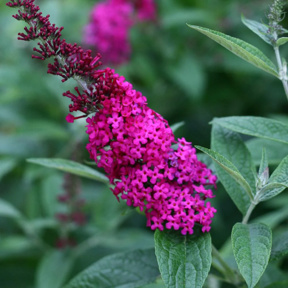 Proven Winners® Miss Molly Butterfly Bush - Image 4