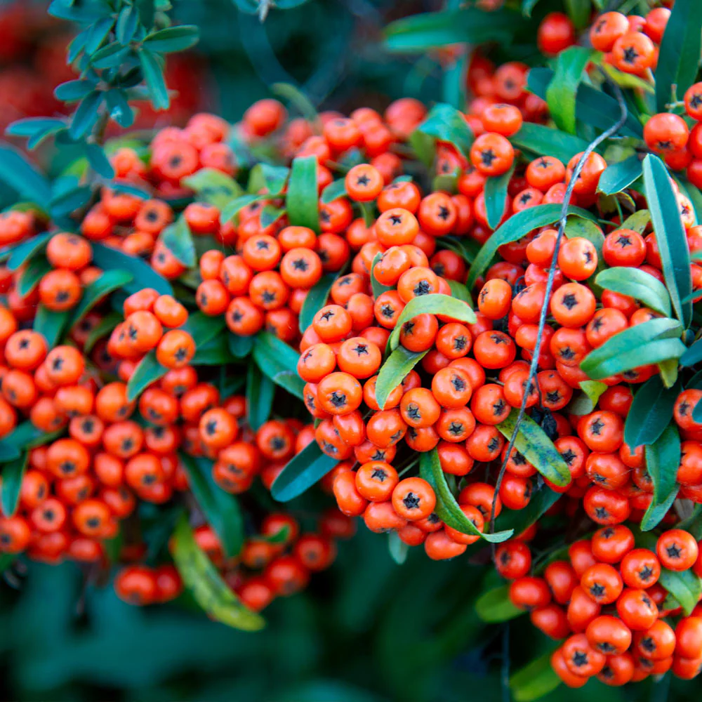 Mohave Pyracantha (Firethorn) Shrub - Image 3