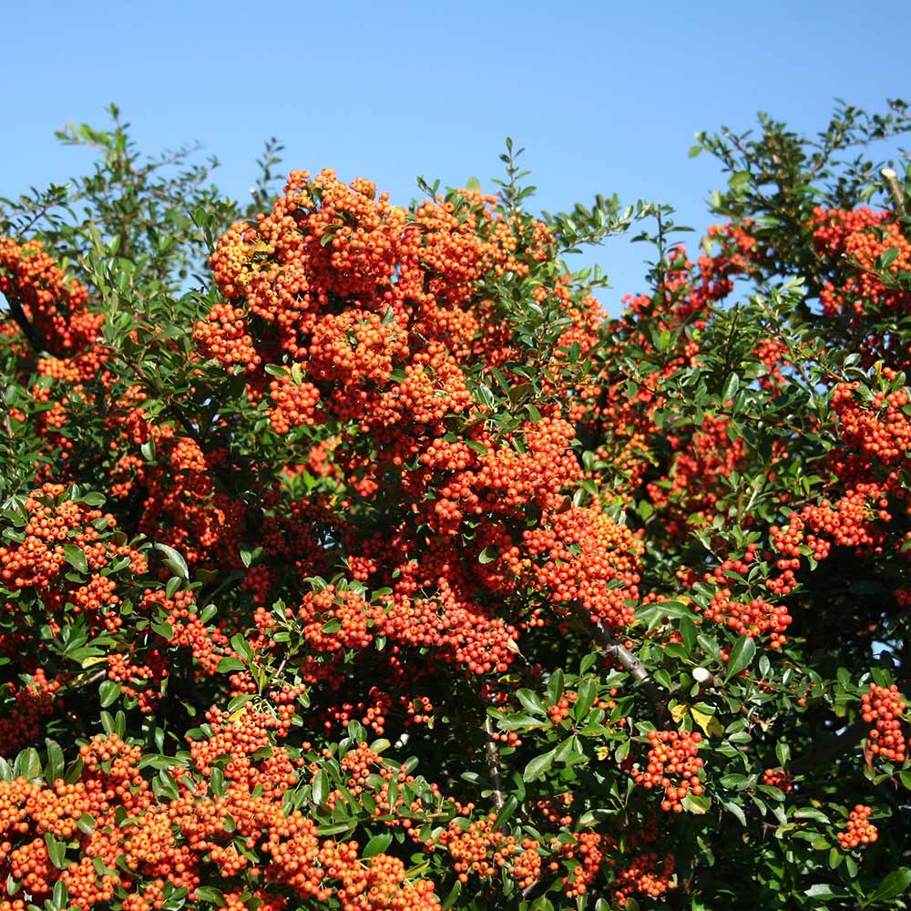 Mohave Pyracantha (Firethorn) Shrub - Image 5