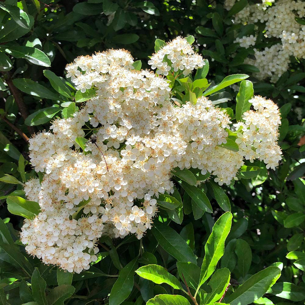 Mohave Pyracantha (Firethorn) Shrub - Image 6