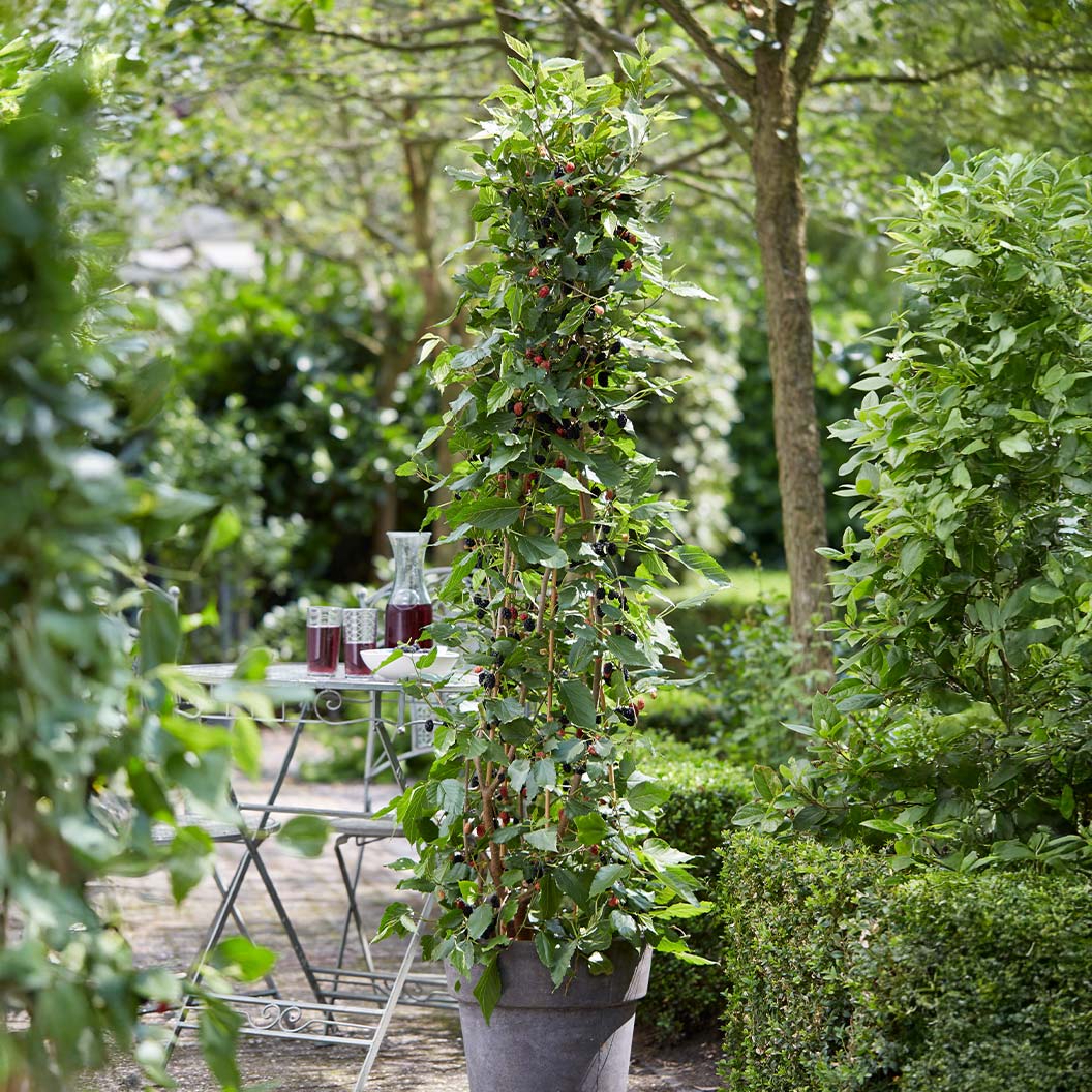 MojoBerry® Mulberry Bush - Image 2