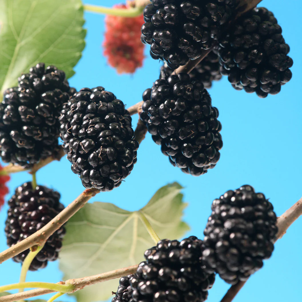 MojoBerry® Mulberry Bush - Image 3