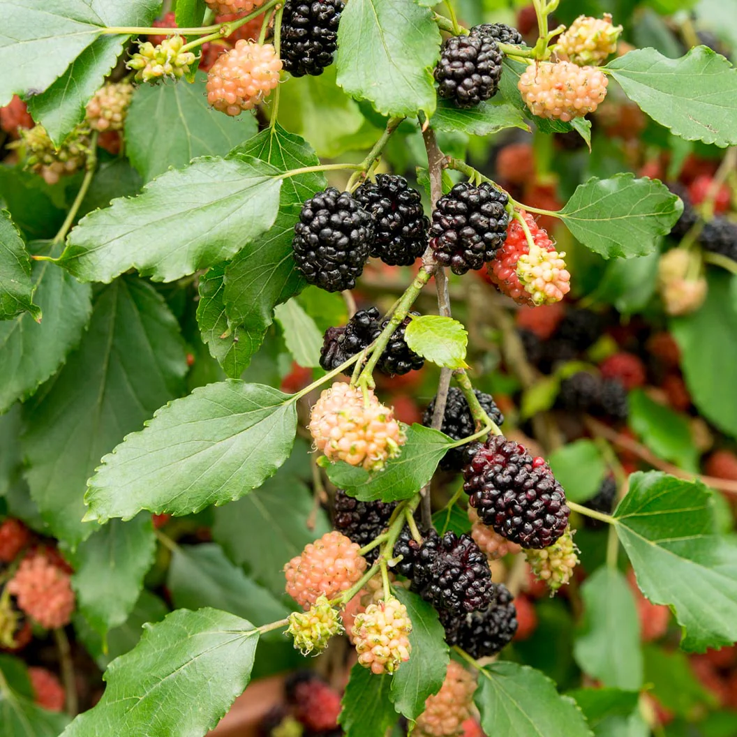 MojoBerry® Mulberry Bush - Image 4