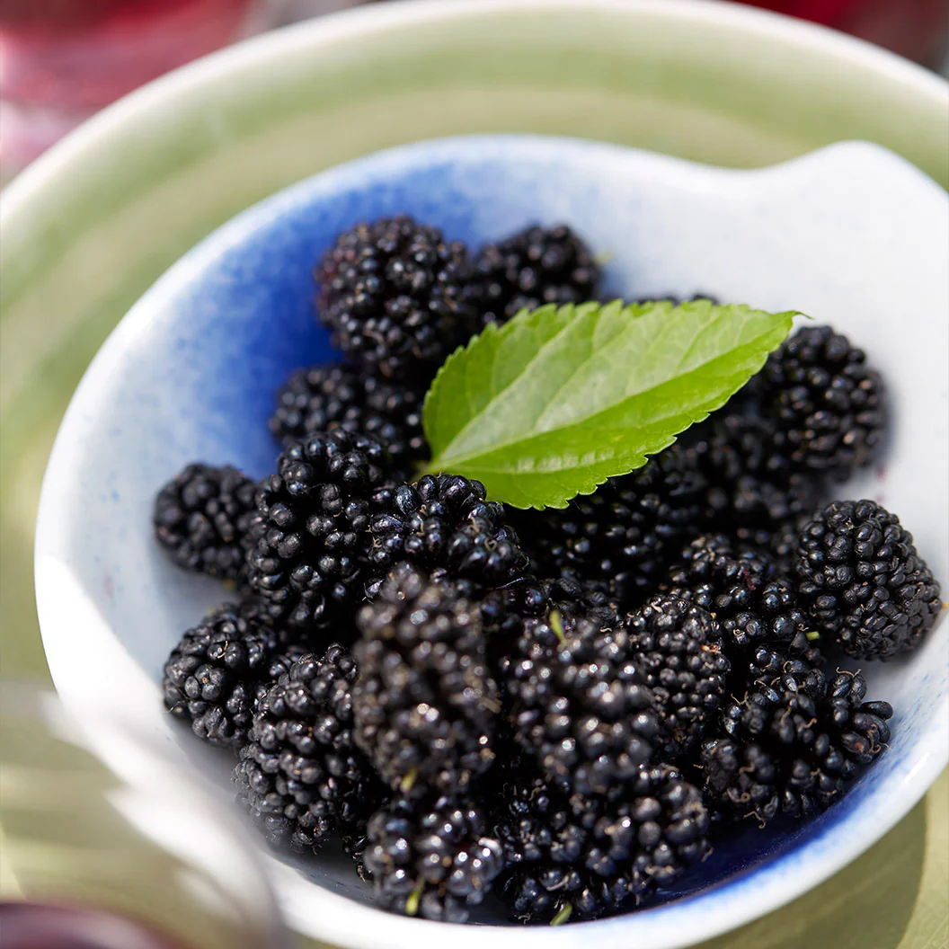 MojoBerry® Mulberry Bush - Image 5