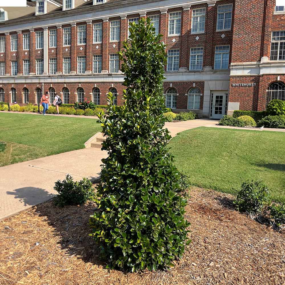 Monarch Holly - Image 3