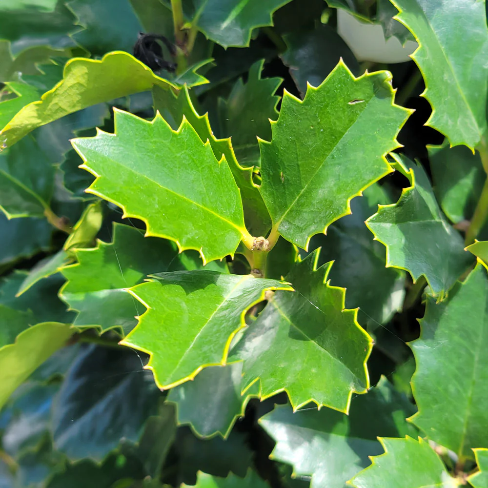 Monarch Holly - Image 4