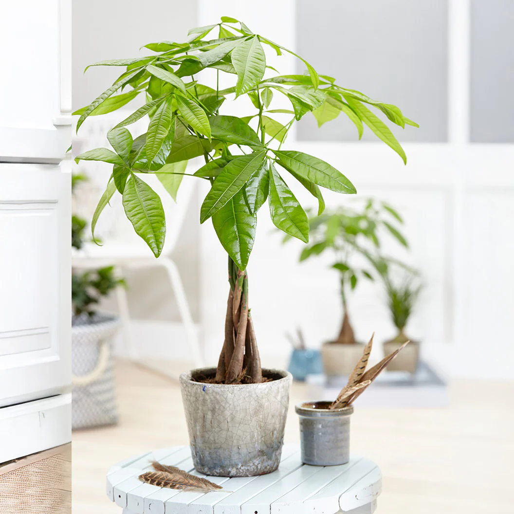 Money Tree - Image 3