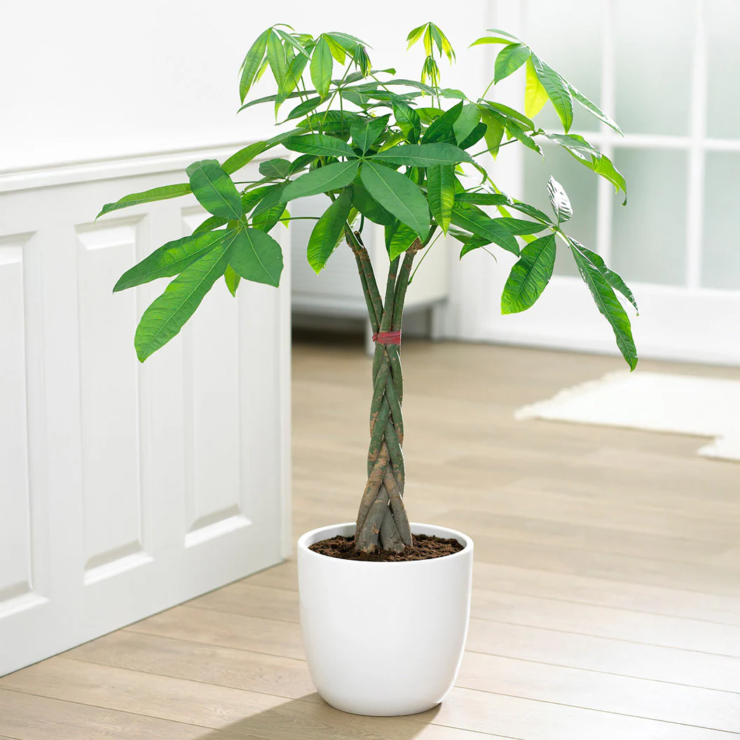 Money Tree - Image 4